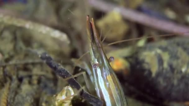 Crevettes sur le fond marin dans l'herbe à la recherche de nourriture .