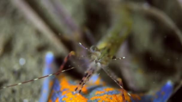 Crevettes sur le fond marin dans l'herbe à la recherche de nourriture . — Video