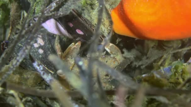 Sandy röd havsbotten med färgglada svampar Japan havet. — Stockvideo