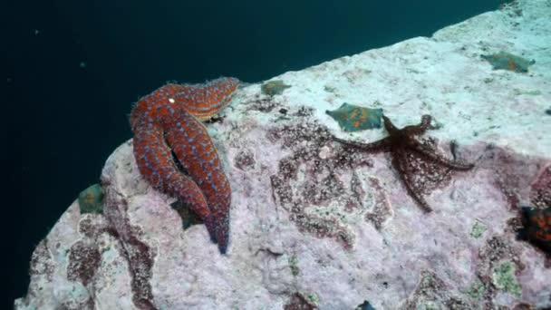 Fish and sea urchins among the rocks on seabed. — Stock Video