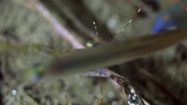 Креветки на морському дні в траві шукають їжу . — стокове відео