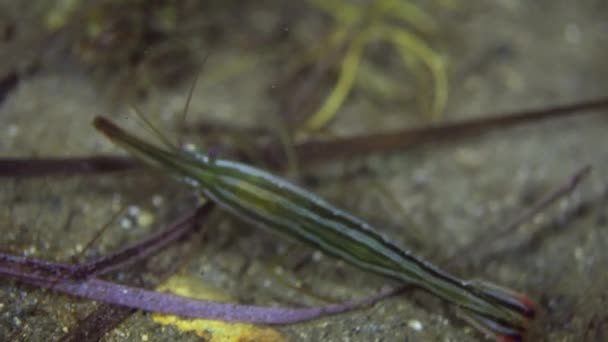 Crevettes sur le fond marin dans l'herbe à la recherche de nourriture .