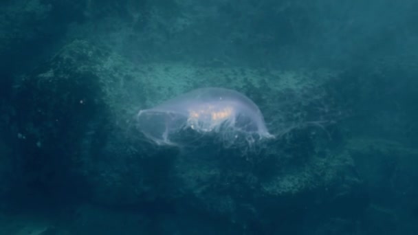 Większe Meduza w zielonych wodach morza. — Wideo stockowe