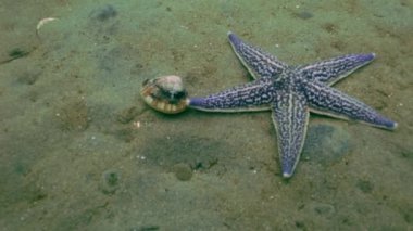 Deniz yıldızı kabukları kumlu altta av.