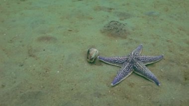Deniz yıldızı kabukları kumlu altta av.