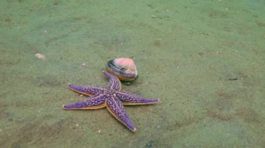 Deniz yıldızı kabukları kumlu altta av.