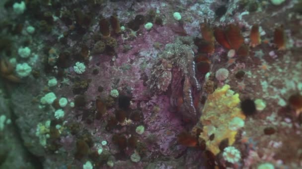 Gros poulpe dans les fonds marins en pierre à la recherche de nourriture . — Video