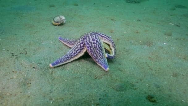 Seesterne jagen auf sandigem Boden auf den Muscheln. — Stockvideo