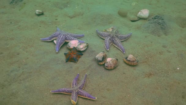 Las estrellas de mar se aprovechan de un fondo arenoso en las conchas . — Vídeo de stock