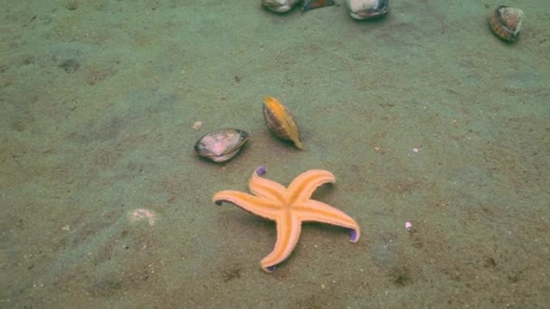 Las estrellas de mar se aprovechan de un fondo arenoso en las conchas . — Vídeos de Stock