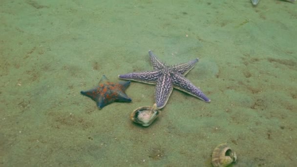 Starfish prooi op een zanderige bodem op de schelpen. — Stockvideo