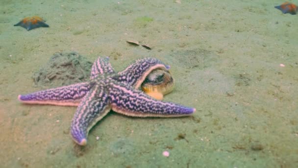 Starfish prooi op een zanderige bodem op de schelpen. — Stockvideo