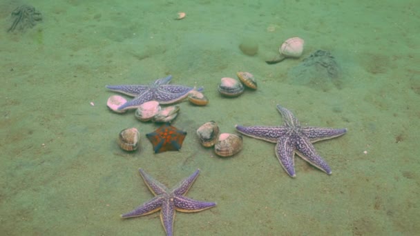 Starfish prey on a sandy bottom on the shells. — Stock Video