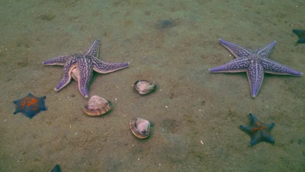Starfish prey on a sandy bottom on the shells. — Stock Video