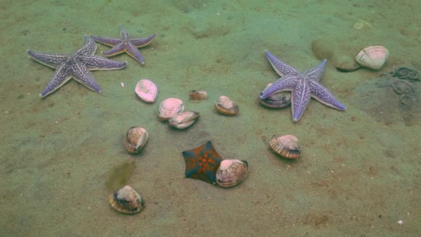 Seesterne jagen auf sandigem Boden auf den Muscheln. — Stockvideo