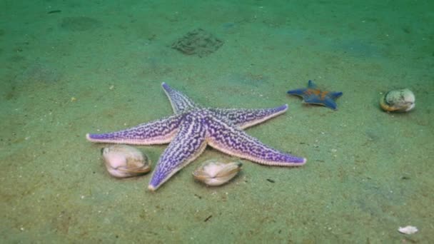Le stelle marine predano su un fondo sabbioso sulle conchiglie . — Video Stock