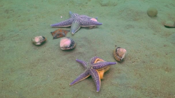 Starfish prey on a sandy bottom on the shells. — Stock Video