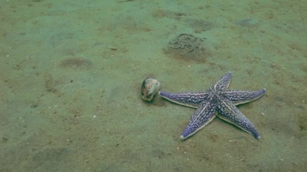 Starfish prooi op een zanderige bodem op de schelpen. — Stockvideo