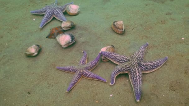 Las estrellas de mar se aprovechan de un fondo arenoso en las conchas . — Vídeos de Stock