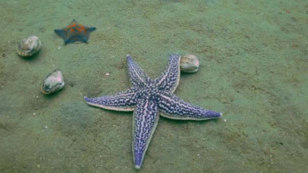 Deniz yıldızı kabukları kumlu altta av. — Stok video
