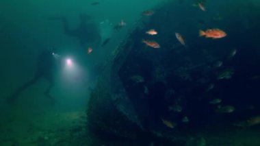 Balık köpek deniz dibinin kayalarda saklanıyor.