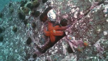 Deniz altındaki yiyecek bulmak büyük deniz yıldızı.