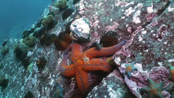 Grande estrela-do-mar no fundo do mar em busca de comida . — Vídeo de Stock