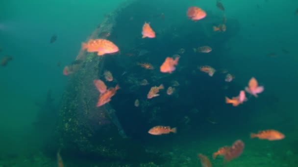 Perro de pescado escondido en las rocas del fondo marino . — Vídeo de stock
