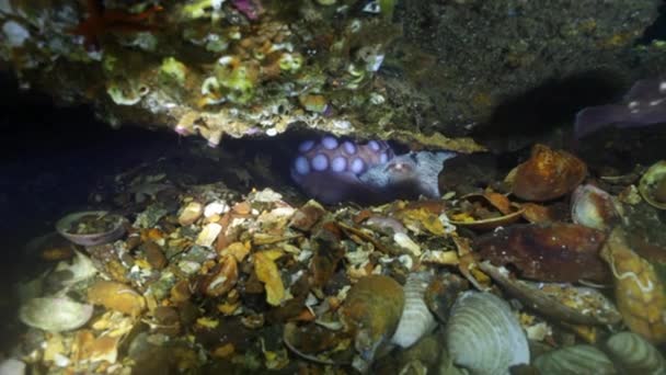 Grote octopus in de stenen zeebodem op zoek naar voedsel. — Stockvideo