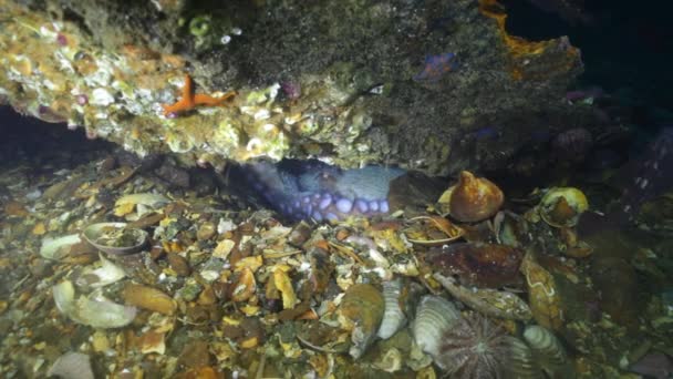 Gros poulpe dans les fonds marins en pierre à la recherche de nourriture .