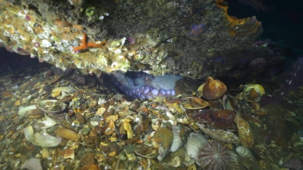 Gros poulpe dans les fonds marins en pierre à la recherche de nourriture . — Video