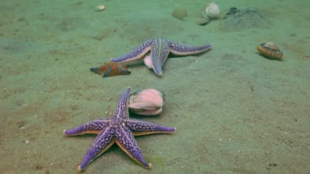 Seesterne jagen auf sandigem Boden auf den Muscheln. — Stockvideo