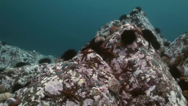 Erizo de mar en el fondo del mar en busca de alimentos . — Vídeos de Stock