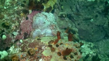 Taş deniz dibinin yiyecek bulmak büyük ahtapot.