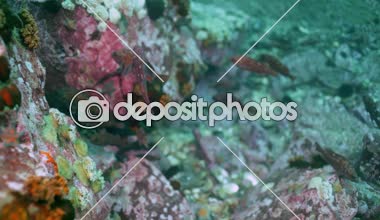 Balık ve sualtı kayaların üzerinde Japonya deniz kestanesi.