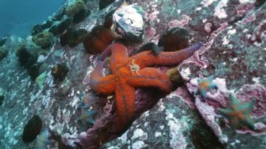 Deniz altındaki yiyecek bulmak büyük deniz yıldızı.