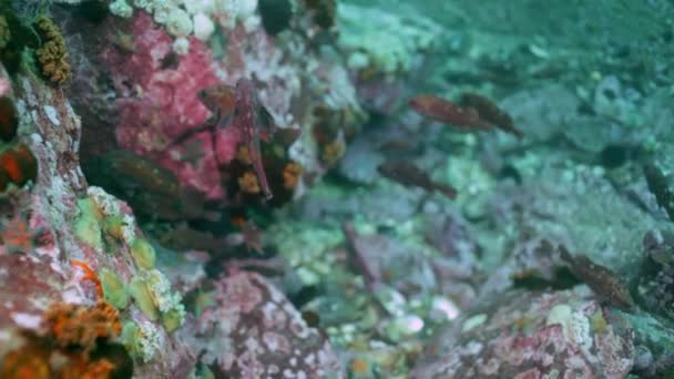 鱼和海胆在日本海域水下岩石. — 图库视频影像