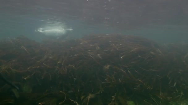 Gray seal swims  in underwater grass in Japan Sea. — Stock Video