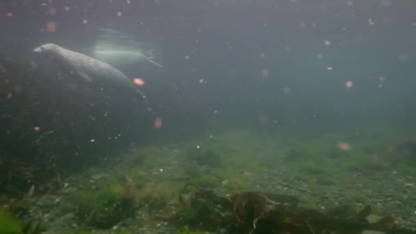 Šedé těsnění plave pod vodou trávy v Japonsku moři. — Stock video