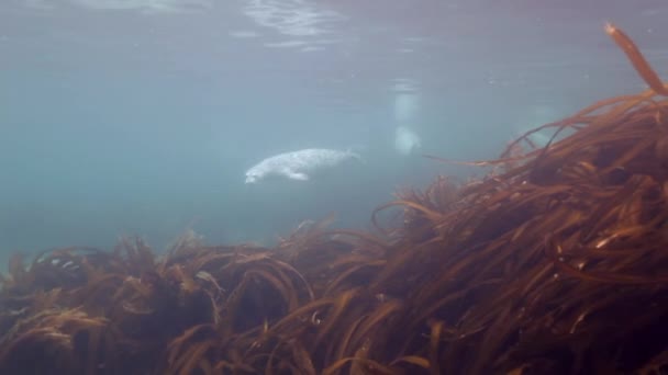 Kegelrobbe schwimmt im Unterwassergras im Japanischen Meer. — Stockvideo