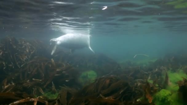 Szürke pecsét úszik a víz alatti japán tengeri fű. — Stock videók