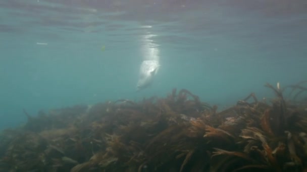 La foca grigia nuota nell'erba sottomarina in Giappone Mare . — Video Stock