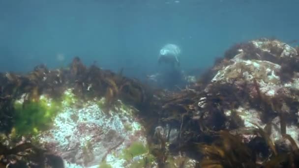 Phoque gris nage dans l'herbe sous-marine dans la mer du Japon . — Video