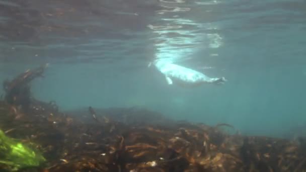 Foka szara pływa w podwodnej trawie w Japonii. — Wideo stockowe