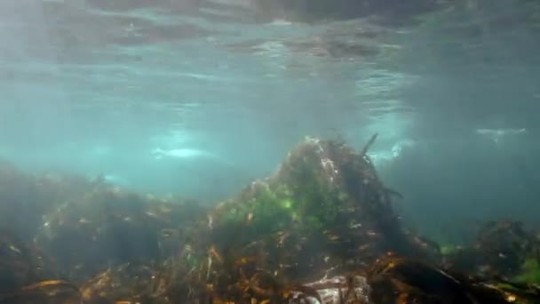 Foca gris nada en hierba submarina en el mar de Japón . — Vídeo de stock