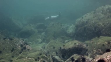 Deniz sualtı kayalarda arasında gri fok yüzüyor.