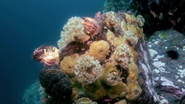 Deniz yıldızı ve deniz anemone deniz dibinin buzlu arasında.