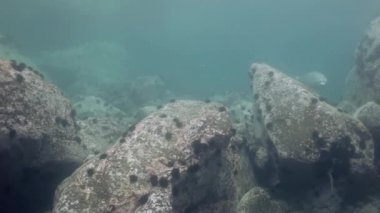 Deniz sualtı kayalarda arasında gri fok yüzüyor.