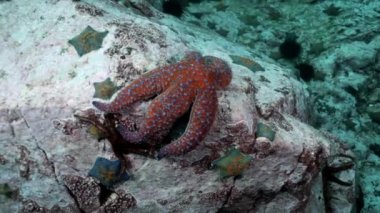 Balık ve deniz kestanesi deniz dibinin buzlu arasında.