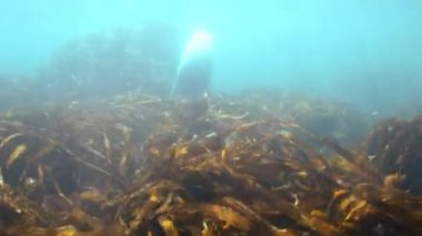 Gri fok sualtı çim Japonya denizde yüzüyor.